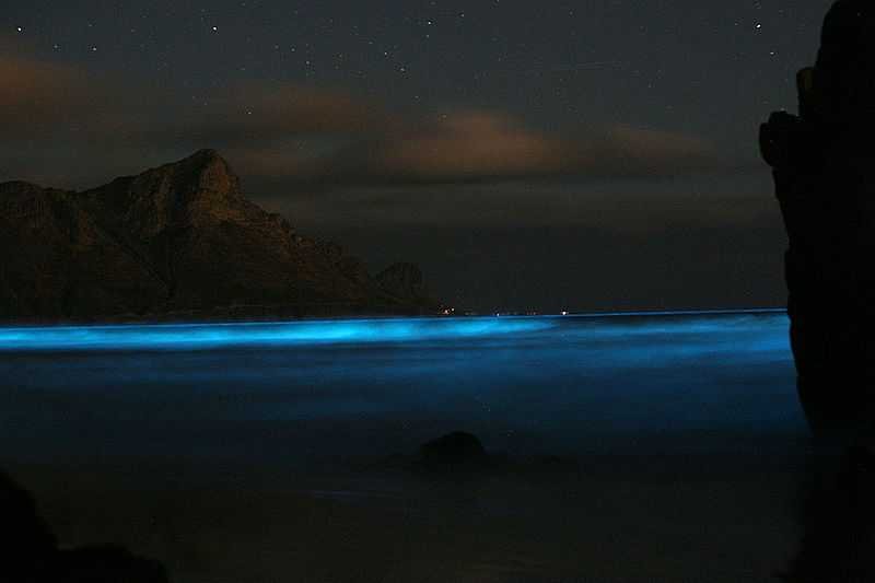 Boiluminescent plankton cambodia